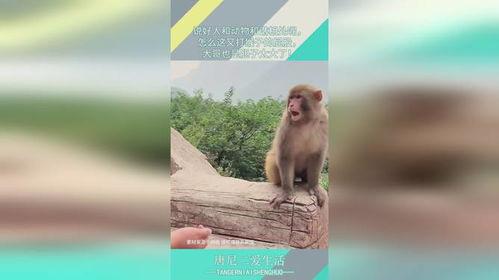 打猴子,揭秘打猴子背后的故事与启示