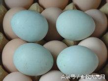 绿鸡蛋和绿火腿 第一季,第一季探秘自然与生活的绿色之旅